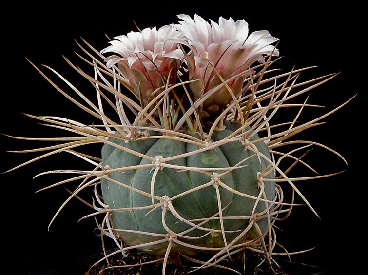 Gymnocalycium cardenasianum